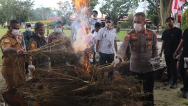 Pemusnahan narkoba jenis ganja  di Polres Keerom. Foto: Humas Polres Keerom