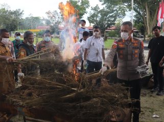 Pemusnahan narkoba jenis ganja  di Polres Keerom. Foto: Humas Polres Keerom