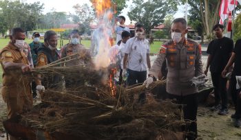 Pemusnahan narkoba jenis ganja  di Polres Keerom. Foto: Humas Polres Keerom