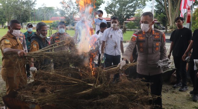 Pemusnahan narkoba jenis ganja  di Polres Keerom. Foto: Humas Polres Keerom
