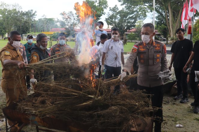 
					Pemusnahan narkoba jenis ganja  di Polres Keerom. Foto: Humas Polres Keerom