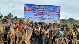 Petani Nabire-Polda Papua panen raya jagung kuartal II 2026. Foto: Humas Polda Papua Tengah 