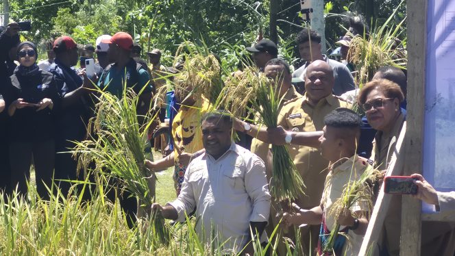 
					Gubernur Provinsi Papua, Matius D. Fakhiri panen padi perdana di Kampung Wabuayar, Kabupaten Kepulauan Yapen. Foto: Ainun Faathirjal/Kabarpapua.co