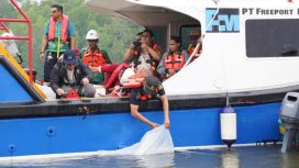 Vice President Environmental PTFI Gesang Setyadi (kiri, bertopi) melakukan pelepasan simbolis 10.000 ikan baramundi di Muara Tipuka, Distrik Mimika Timur, Kabupaten Mimika papua Tengah pada Kamis, 28 Mei 2026. (Foto dok: PTFI)