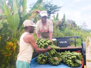 Petani di Papua sedang memanen pisang. (Foto dok: BI Papua)