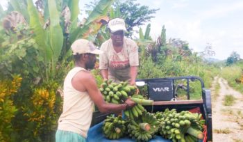 Petani di Papua sedang memanen pisang. (Foto dok: BI Papua)