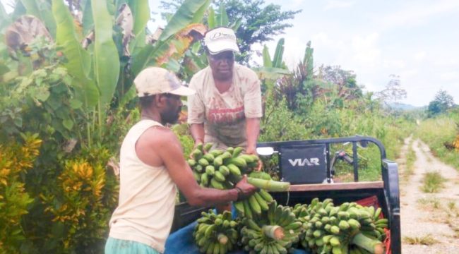 Petani di Papua sedang memanen pisang. (Foto dok: BI Papua)