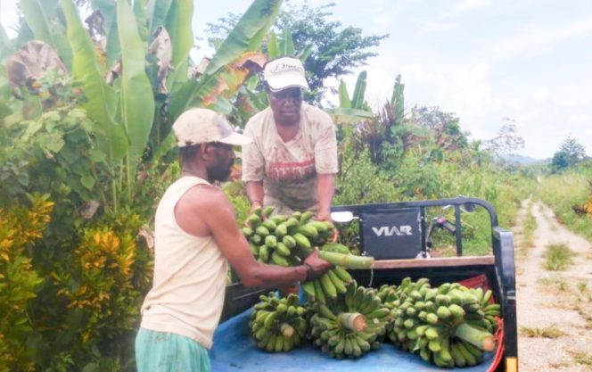 
					Petani di Papua sedang memanen pisang. (Foto dok: BI Papua)