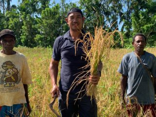 Anggota DPRK Kepulauan Yapen, Rian Hendrik, mengapresiasi inisiatif warga Kampung Sawenui, Distrik Raimbawi yang secara swadaya mengembangkan padi ladang. Foto: Ainun Faathirjal/KabarPapua.co