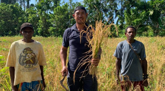 Anggota DPRK Kepulauan Yapen, Rian Hendrik, mengapresiasi inisiatif warga Kampung Sawenui, Distrik Raimbawi yang secara swadaya mengembangkan padi ladang. Foto: Ainun Faathirjal/KabarPapua.co