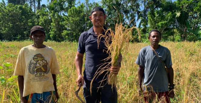 
					Anggota DPRK Kepulauan Yapen, Rian Hendrik, mengapresiasi inisiatif warga Kampung Sawenui, Distrik Raimbawi yang secara swadaya mengembangkan padi ladang. Foto: Ainun Faathirjal/KabarPapua.co