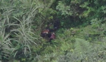 GW yang diduga tertembak dalam operasi penegakan hukum. Foto: Satgas ODC