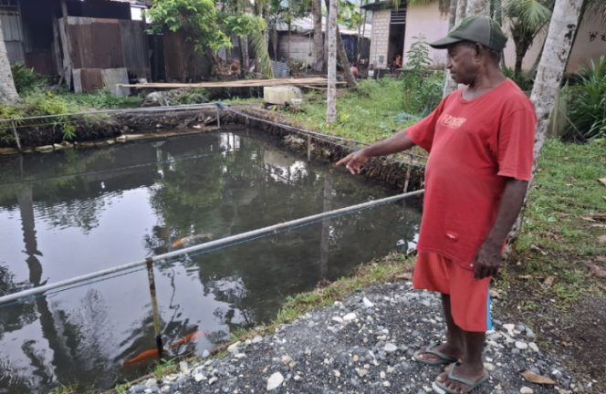 
					Ketua Kelompok Pembudidaya Ikan (Pokdakan) Tindafai di Kampung Ketuapi, Distrik Anotaurei, Kepulauan Yapen, Yehuda Wayangkau saat memperlihatkan ikan di dalam kolam miliknya. (KabarPapua.co/Ainun Faathirjal)