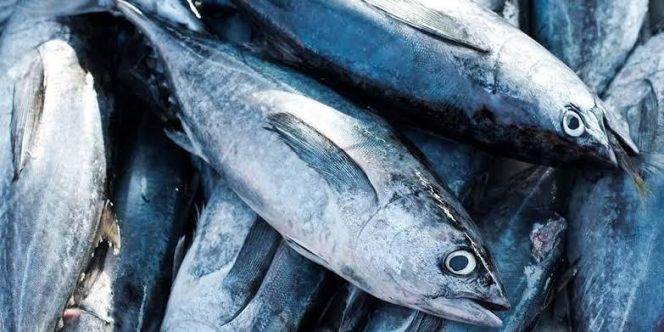 
					Ikan tuna asal Papua. 