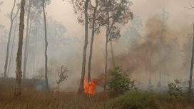 Karhutla di Nabire yang makin meluas. Foto: WALHI Papua 