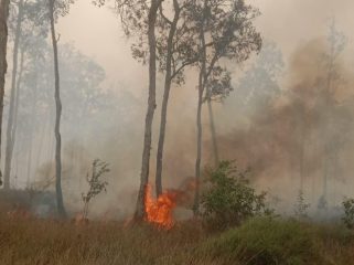 Karhutla di Nabire yang makin meluas. Foto: WALHI Papua 