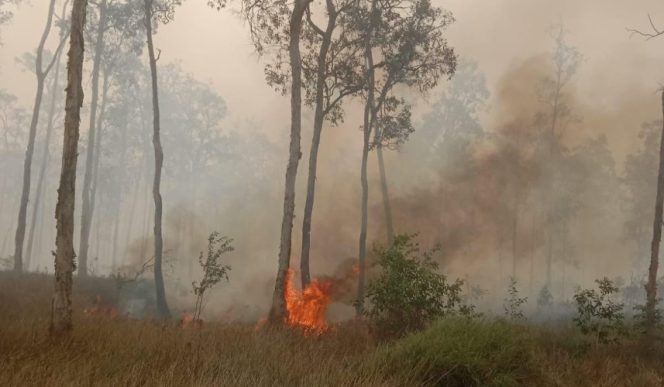 
					Karhutla di Nabire yang makin meluas. Foto: WALHI Papua 