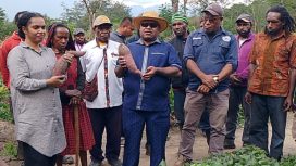 Wabup Jayawijaya, Ronny Elopere panen ubi di Kampung Araboda bersama Ketua GOW Kabupaten Jayawijaya  Cepelina T. Elopere. (Foto dok: Kominfo Jayawijaya)