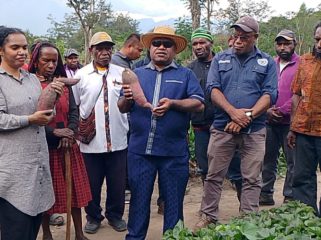 Wabup Jayawijaya, Ronny Elopere panen ubi di Kampung Araboda bersama Ketua GOW Kabupaten Jayawijaya  Cepelina T. Elopere. (Foto dok: Kominfo Jayawijaya)