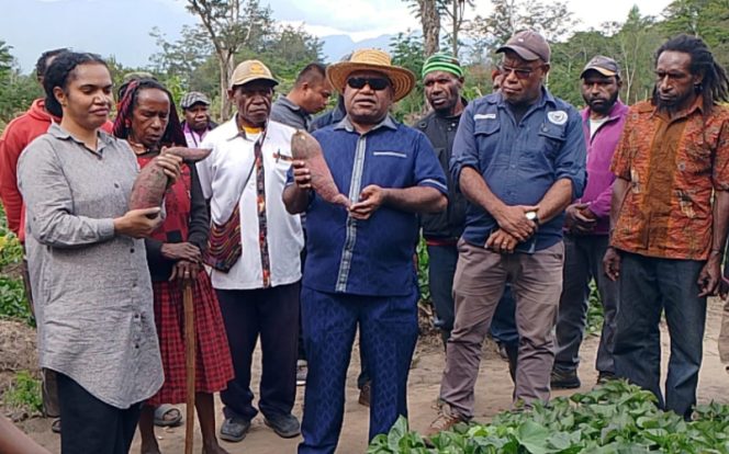 
					Wabup Jayawijaya, Ronny Elopere panen ubi di Kampung Araboda bersama Ketua GOW Kabupaten Jayawijaya  Cepelina T. Elopere. (Foto dok: Kominfo Jayawijaya)
