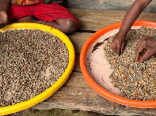 Proses pengolahan biji kopi dari buah (ceri) hingga menjadi biji siap sangrai (green bean) melibatkan beberapa tahapan pascapanen utama yang menentukan karakter rasa akhir. (Foto dok: PLN UIW Papua dan Papua Barat)