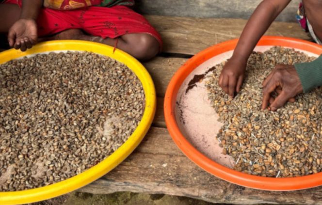 
					Proses pengolahan biji kopi dari buah (ceri) hingga menjadi biji siap sangrai (green bean) melibatkan beberapa tahapan pascapanen utama yang menentukan karakter rasa akhir. (Foto dok: PLN UIW Papua dan Papua Barat)