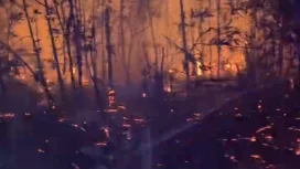 Tangkapan layar dari unggahan video kebakaran di papua oleh akun @aarffsputraaaa di tiktok. Foto: tt/aarffsputraaaa